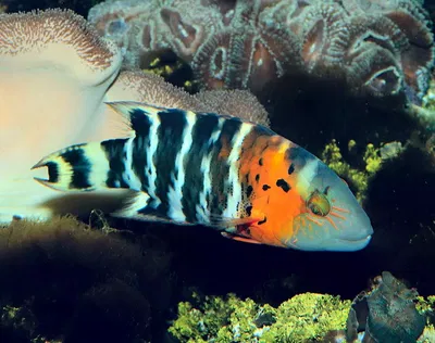Cheilinus Fasciatus