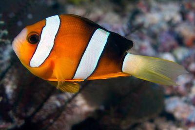 Amphiprion Clarkii