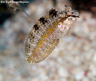 Petroscirtes - Mitratus