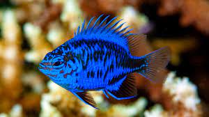 Damisela Chrysiptera Springeri