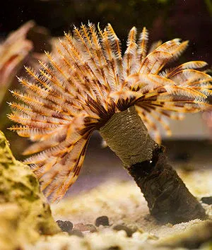 Sabellastarte Sp
