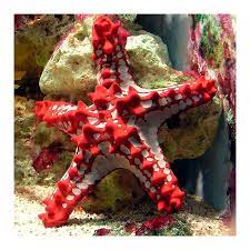 Protoreaster Linckii