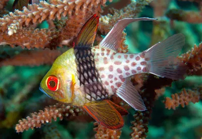 Sphaeramia Nematoptera -Cardenal Pijama