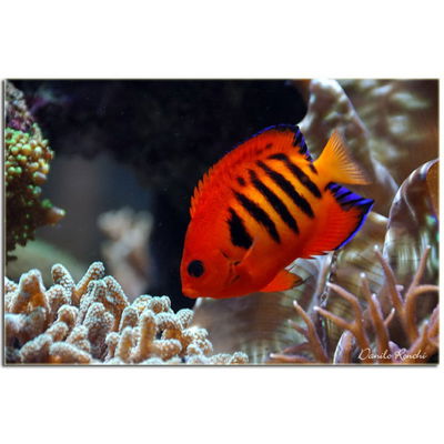 Centropyge Loriculus