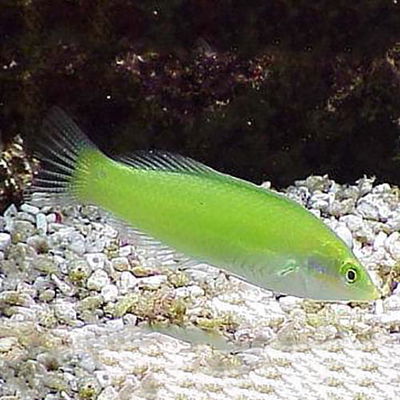 Halichoeres Chloropterus