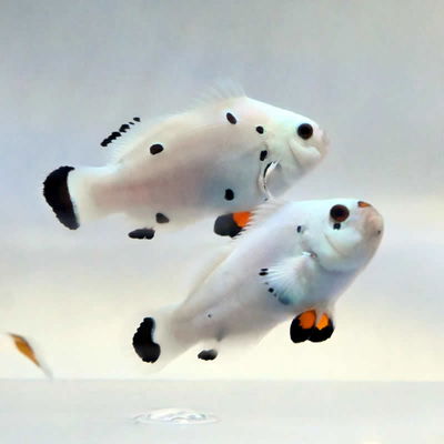 Amphiprion Ocellaris Var.-PLATINUM STORM
