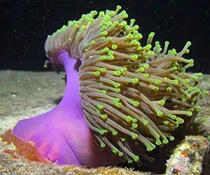 Radianthus Mix Med -HETERACTIS MAGNIFICA. (PURPLE BASE)