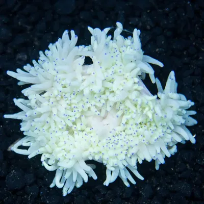 Heteractis Malu- White MILKY ANEMONE