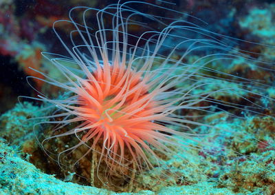 Cerianthus Filiformis