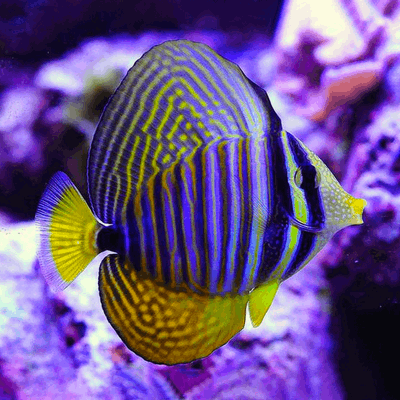 Zebrasoma Darjardini