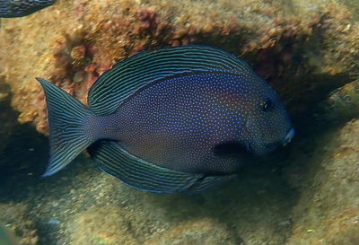 Ctenochaetus Marginatus