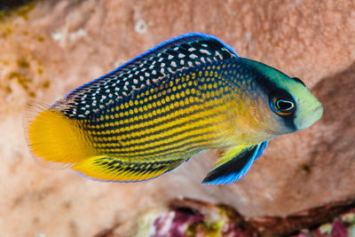 Manonichthys Splendens
