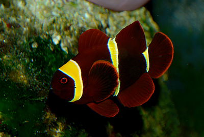 Premnas Biaculeatus-GOLD STRIPE MAROON CLOWN FISH