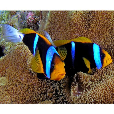 Amphiprion Xanthurus