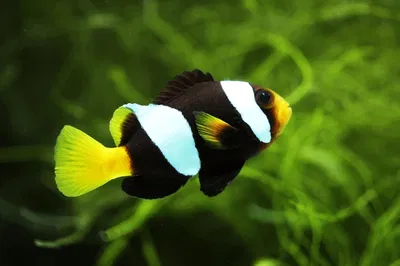 Amphiprion Sebae