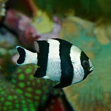 Damisela Dascyllus Melanurus