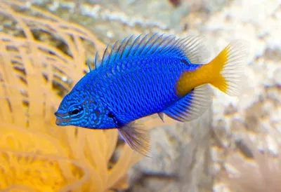 Damisela Chrysiptera Parasema