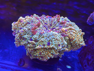 Acantophyllia Galaxia Reef Master 