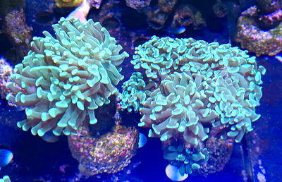 Euphyllia Hammer Green