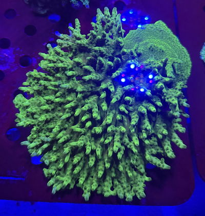 Acropora Bannana XL