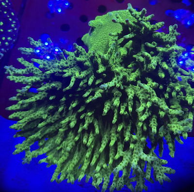 Acropora Bannana XXL