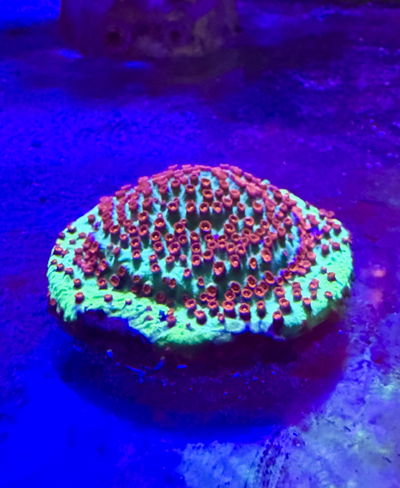 Cyphastrea Grado A Bi color Neón 