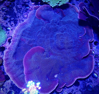 Montipora XL Violeta