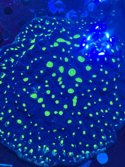 Chalice Green Eye XXL