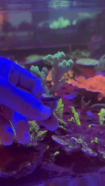 Pocillopora Green Frag