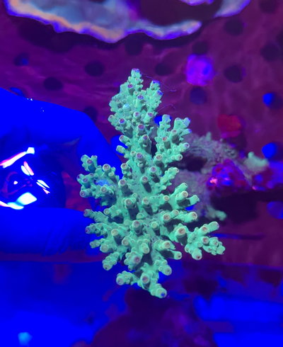Acropora frag