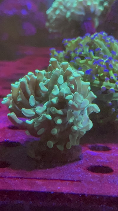 Euphyllia Hammer Green