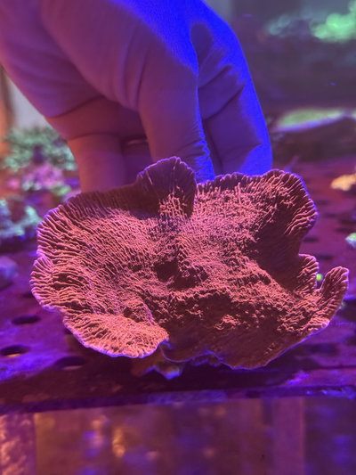 Montipora Red