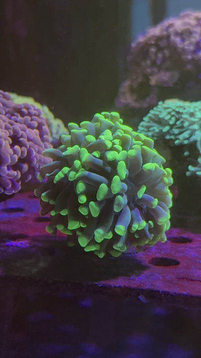 Euphillia Reef Master
