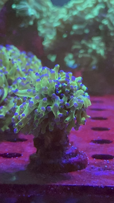 Euphyllia Divisa