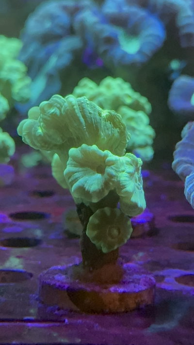 Caulastrea Hulk Green