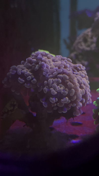 Euphyllia Hammer Orange