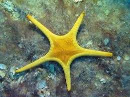 ICONASTER LONGIMANUS 