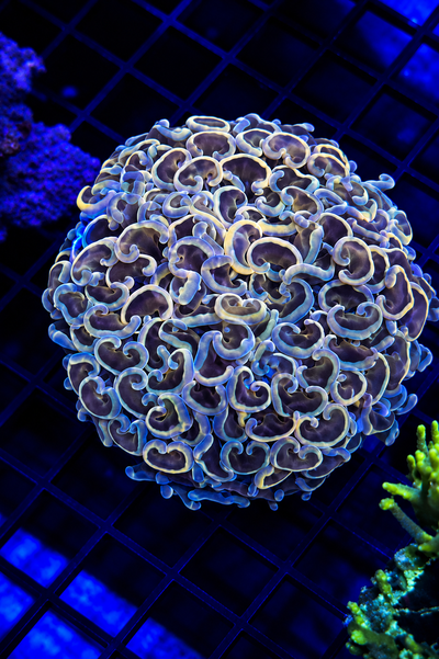 Euphyllia Ancora Orange Neon