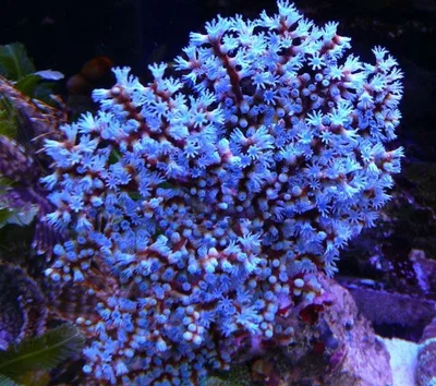 GORGONIA BLUEBERRY