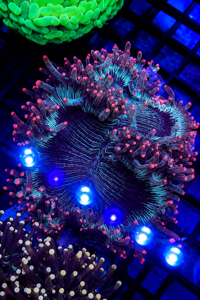 Catalaphyllia Jardinei GREEN Tip neon
