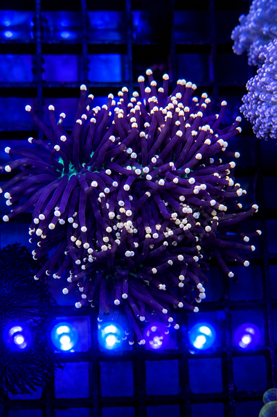 EUPHYLLIA GLABRESCENS Torch Black Tip Yellow
