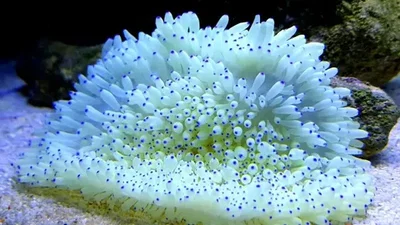 Heteractis Crispa "S" Blanca , Tip blue