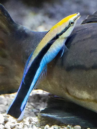 LABROIDES DIMIDIATUS