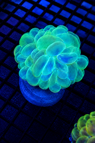 Plerogyra Sinuosa Coral Burbuja GREEN