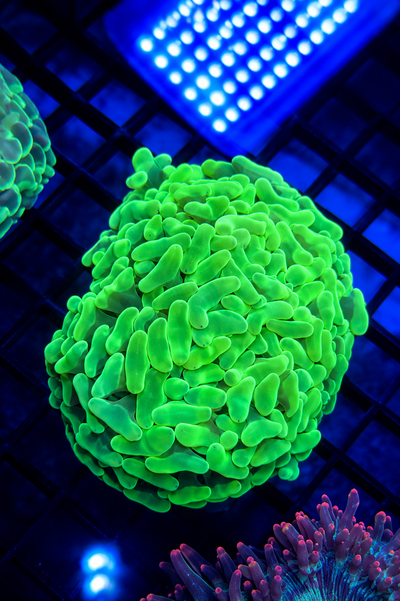 Euphyllia Ancora Green Neon