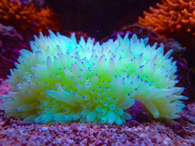 Heteractis Crispa "L" Sulawesi Yellow , Tip blue