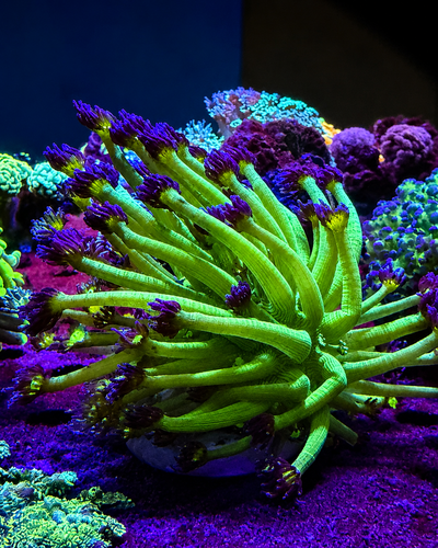 GONIOPORA LOBATA GREEN "S"