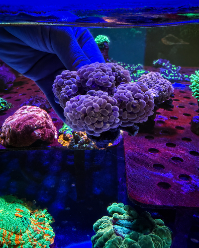 EUPHYLLIA Hammer Orange 6 cabezas