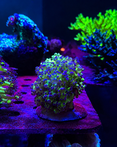 EUPHYLLIA DIVISA Branch Tip Purple