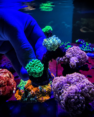 EUPHYLLIA Hammer 2 colores 